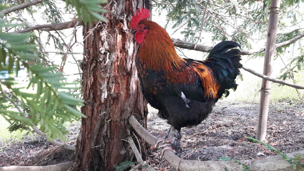 proud_in_tree_rooster